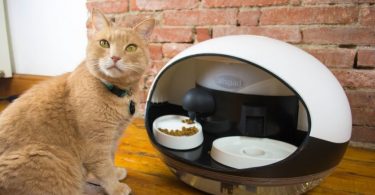 alimenta a tu gato desde tu smartphone