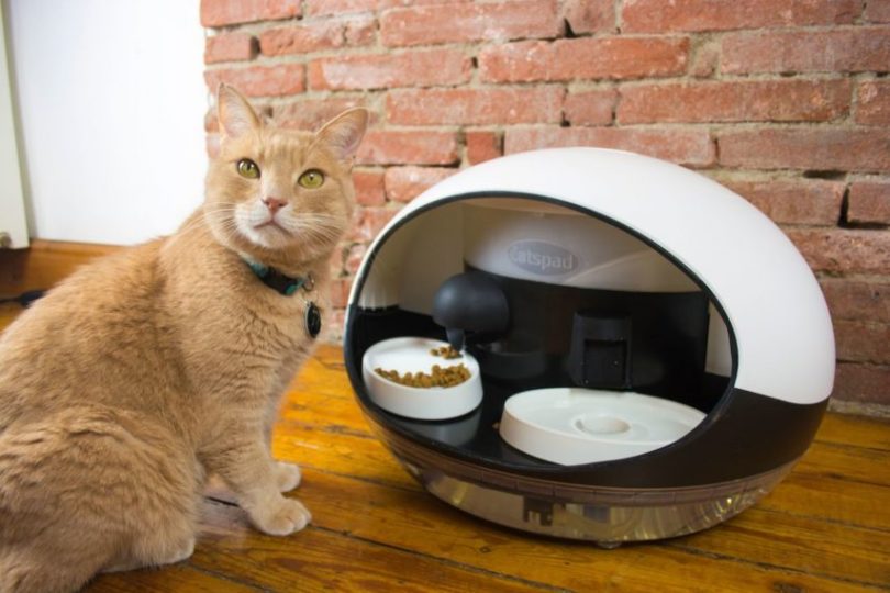 alimenta a tu gato desde tu smartphone